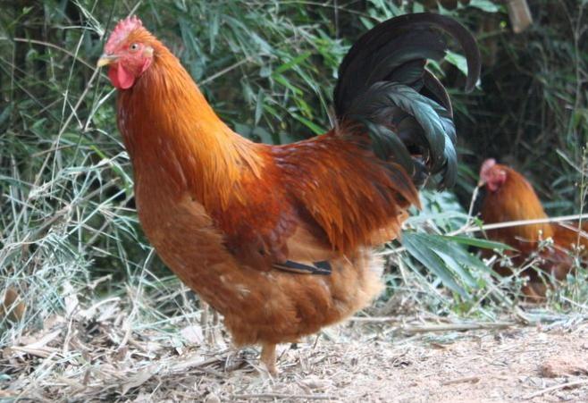 十二生肖的缺陷，精选解析与落实的详细结果