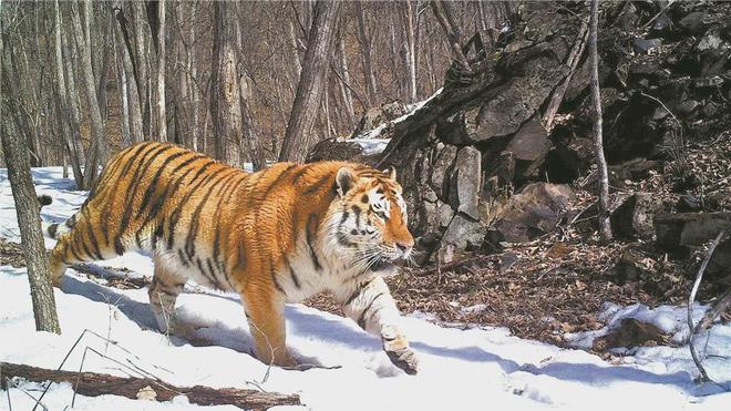 八面威风，揭秘老虎的神秘魅力