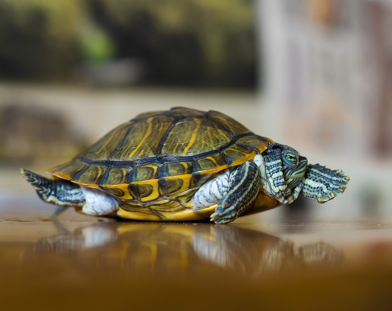 乌龟,生肖之外的友爱象征 乌龟,生肖之外的友爱象征