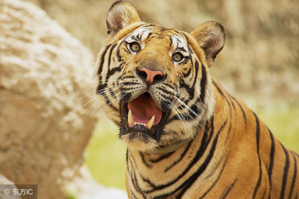 什么生肖最疼老婆,理想作答落实解释 什么生肖最疼老婆,理想作答落实解释