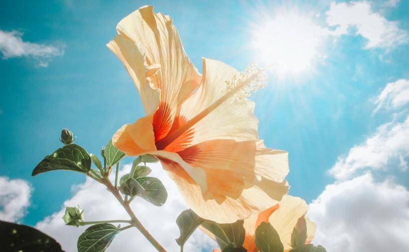 万里碧空朵朵云猜一生肖，正确解释与落实