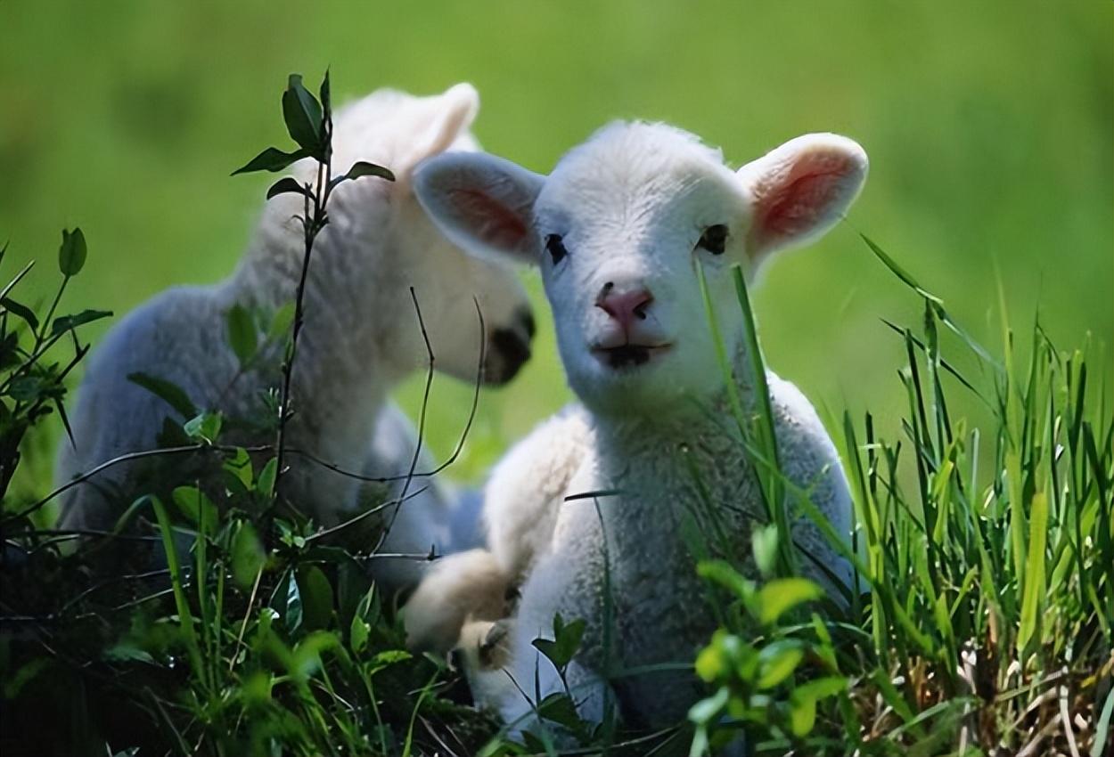 三从四德与生肖之谜，传统文化的深层解读与现代启示