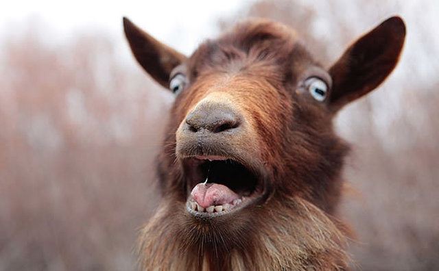 一惊一乍猜一动物,积极解释与落实的转变 一惊一乍猜一动物,积极解释与落实的转变