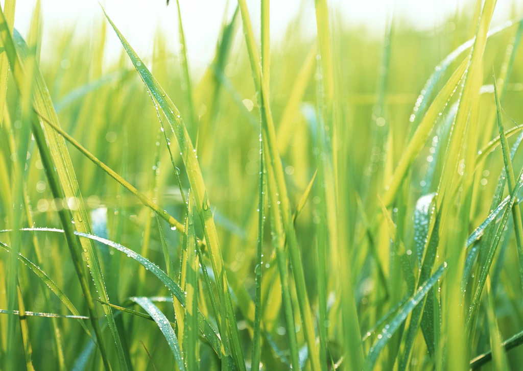 青草绿叶布满地，生肖之谜的深度解析