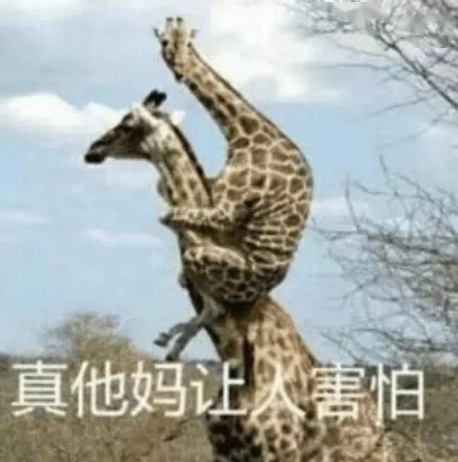 隔岸观火猜一动物，文化寓意的深度解析