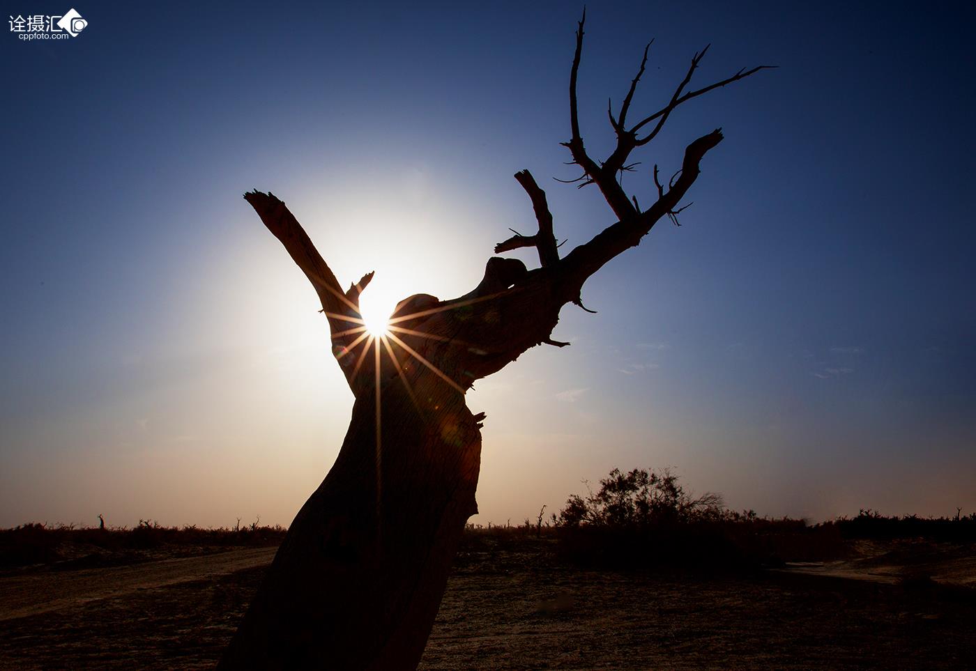 若事生非是什么生肖，背后的坚韧与不屈