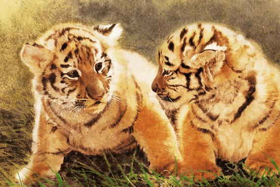 一触即发打一生肖动物，一场误导解释的落实与反思