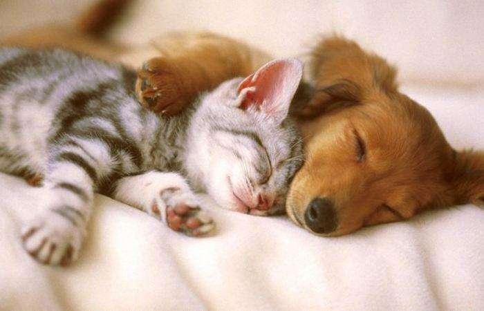 后天属什么生肖，友爱作答落实解释