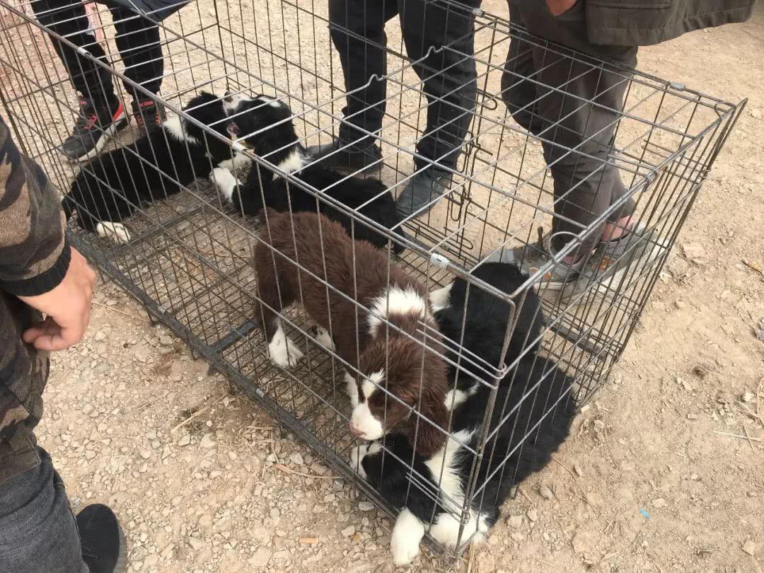 冰雪聪明是什么生肖，的社会进步与文化解析