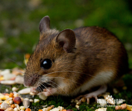 鼠不能配什么生肖，背后的坚韧与不屈