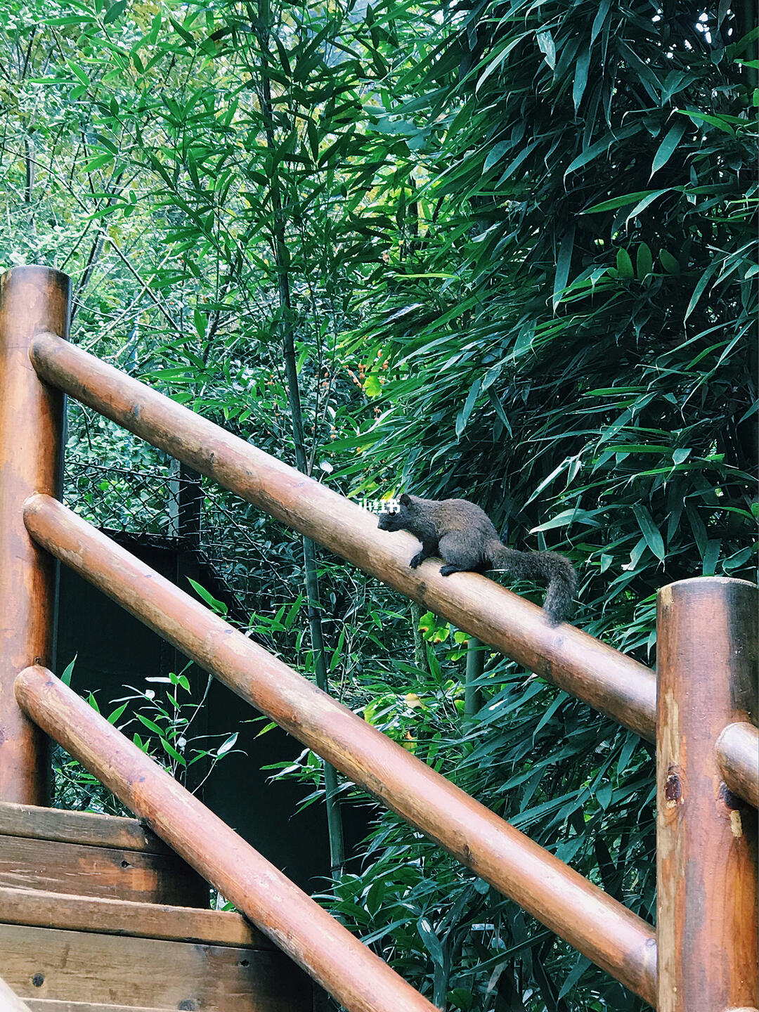 小山几座竹绿绿猜一动物，成就解释落实