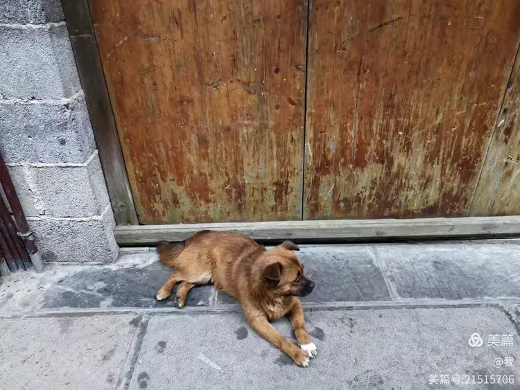 直随秋风冠边城猜一动物，成就解释落实