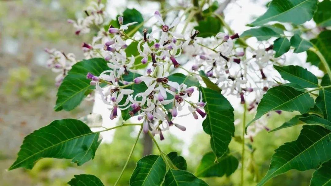 秋意盎然,十二生肖中那些属于秋天的生肖及其文化解读 秋意盎然,十二生肖中那些属于秋天的生肖及其文化解读