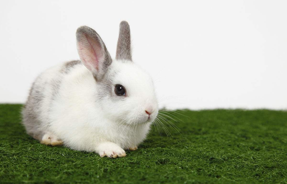 童心未泯，生肖中的不老神话—兔