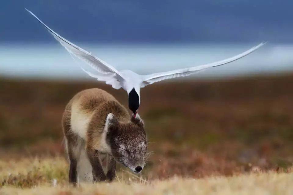 归心如飞,谜底揭晓—探秘归心如飞背后的动物奥秘 归心如飞,谜底揭晓—探秘归心如飞背后的动物奥秘