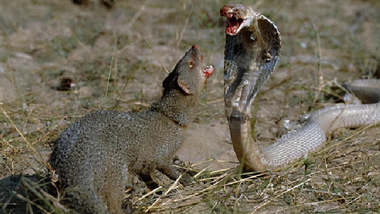 武则天与生肖之谜，揭秘她为何偏爱鼠