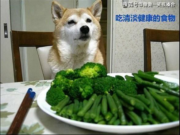 帮狗吃食猜一动物，无限解释落实