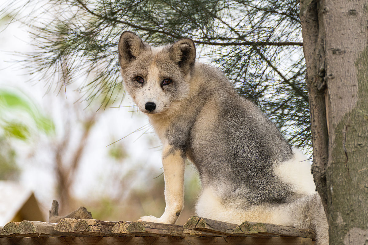 揭秘光恶不善猜背后的智慧，探寻狡猾之狐的实证与落实