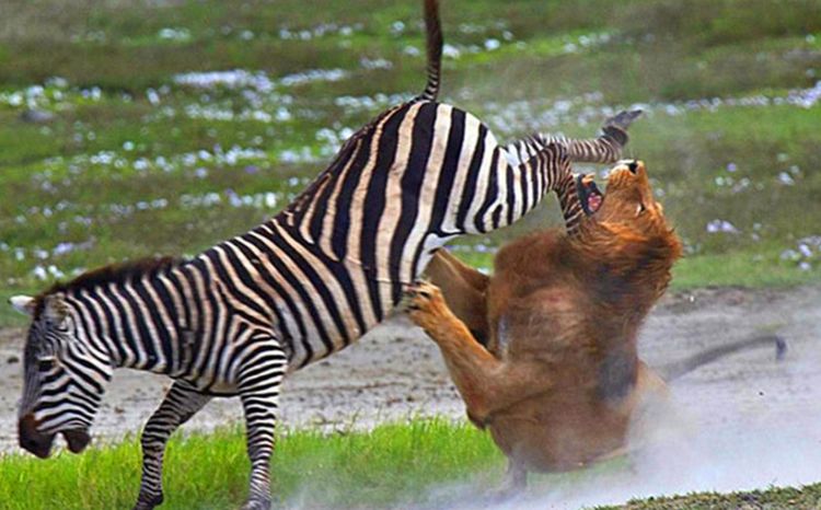 兵败将亡猜一动物，全面揭晓解释落实