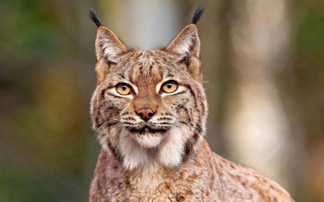 十里花雨财临门，猜一动物，梦想启航，行动铸就辉煌