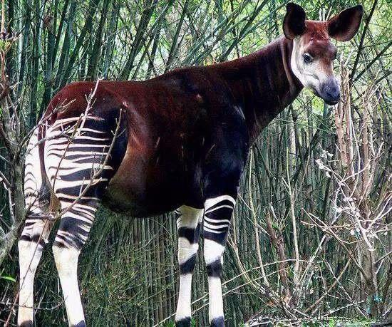 坚韧与不屈，数以万计背后的神秘动物