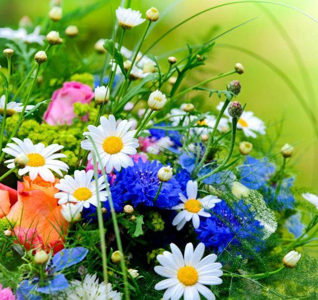 一生寒霜苦命人打一正确生肖，正确解释与落实