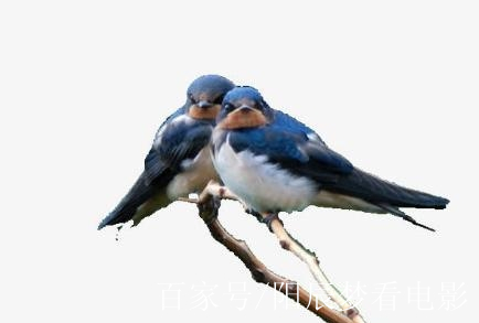 南燕双飞三一笑猜一动物?绝佳解释落实