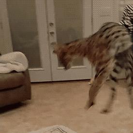 为什么十二生肖中没有猫，正确解释与落实