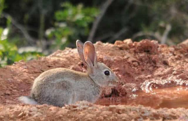 十面埋伏设圈套，揭秘狡兔的智慧与人类智慧的较量