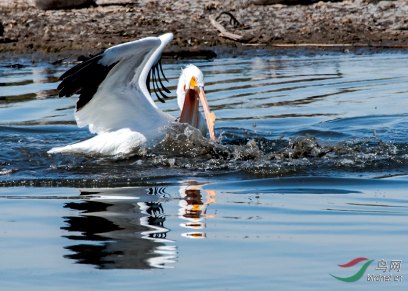翻江倒海猜一生肖，全面揭晓解释落实