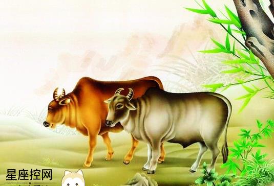 土生土长的生肖奥秘，揭秘十二生肖中的本土力量