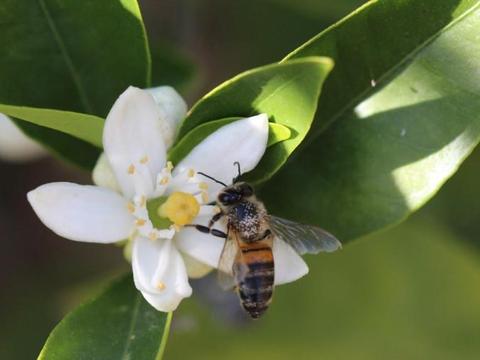 揭秘蚂蚁上树背后的生肖寓意，一场智慧与勇气的象征