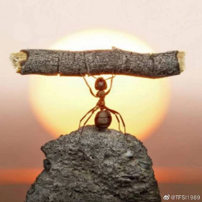 蝼蚁得志，生肖背后的寓意与人生启示