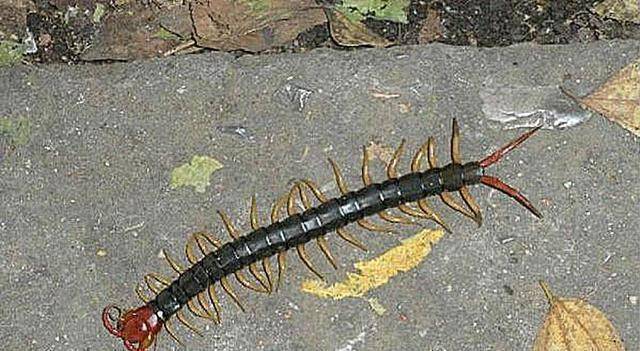 蜈蚣代表什么生肖，非凡解释落实