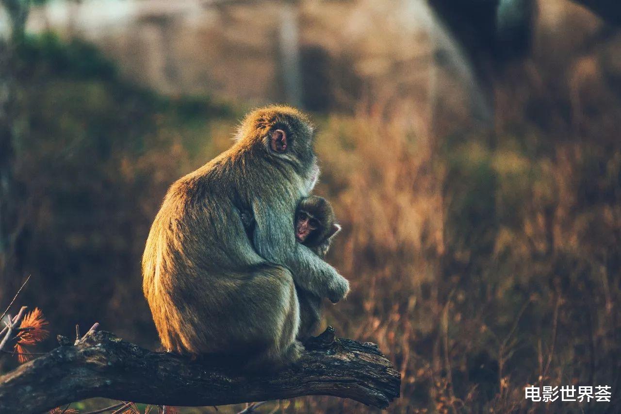 胆小的动物是什么生肖，深度解析与文化寓意