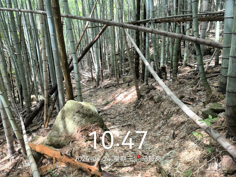 小山几座竹绿绿猜一动物，成就解释落实