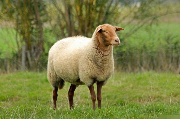 十二生肖之谜，生肖羊的挚爱生肖揭秘