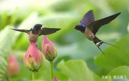 南燕双飞三一笑猜一动物?绝佳解释落实