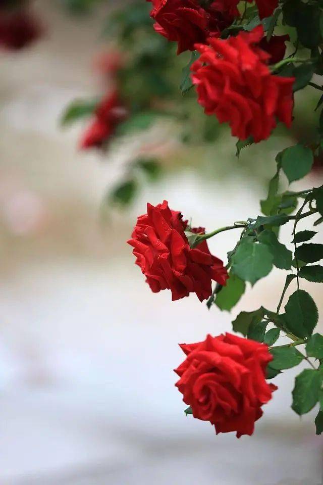 口若悬河，揭秘这一成语背后的生肖奥秘