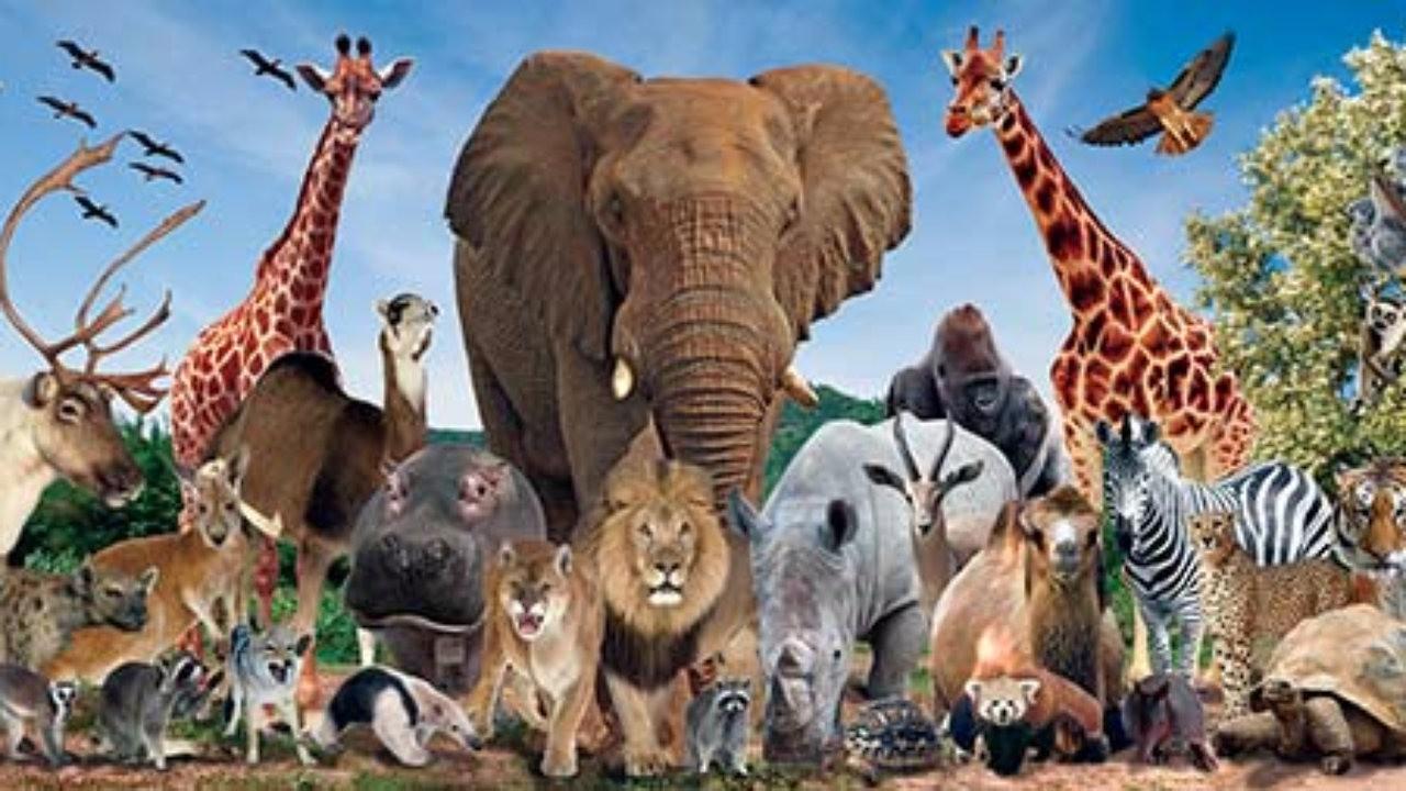 探秘成群结队背后的动物智慧与现代生活启示