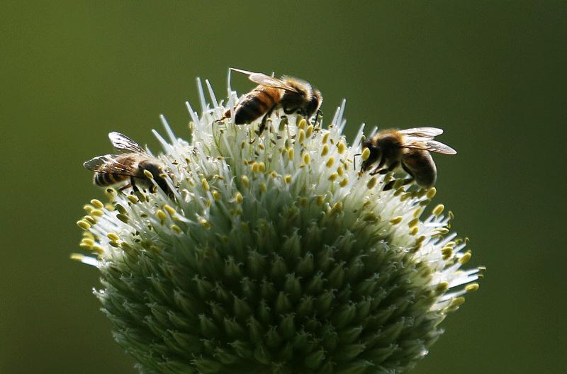 招蜂引蝶，揭秘背后的动物智慧
