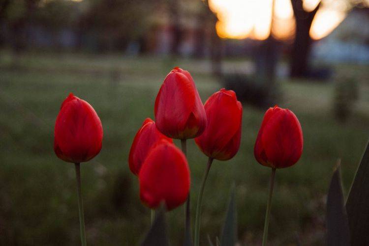 千变万化是什么生肖,深度解析与落实 千变万化是什么生肖,深度解析与落实