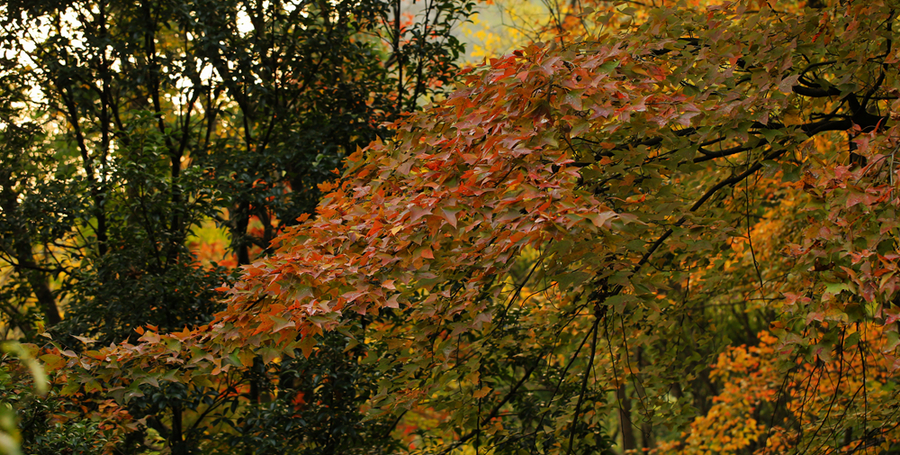 秋意盎然,生肖与秋天的故事与寓意 秋意盎然,生肖与秋天的故事与寓意
