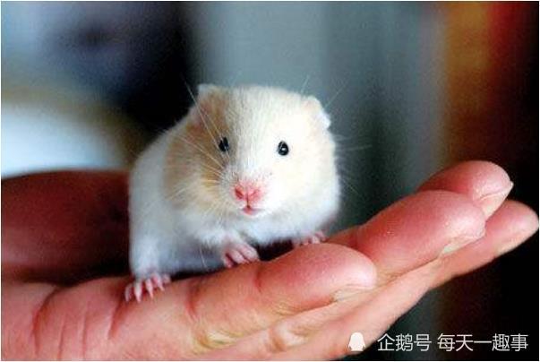 井井有条的生肖动物—鼠的智慧与勤劳 井井有条的生肖动物—鼠的智慧与勤劳