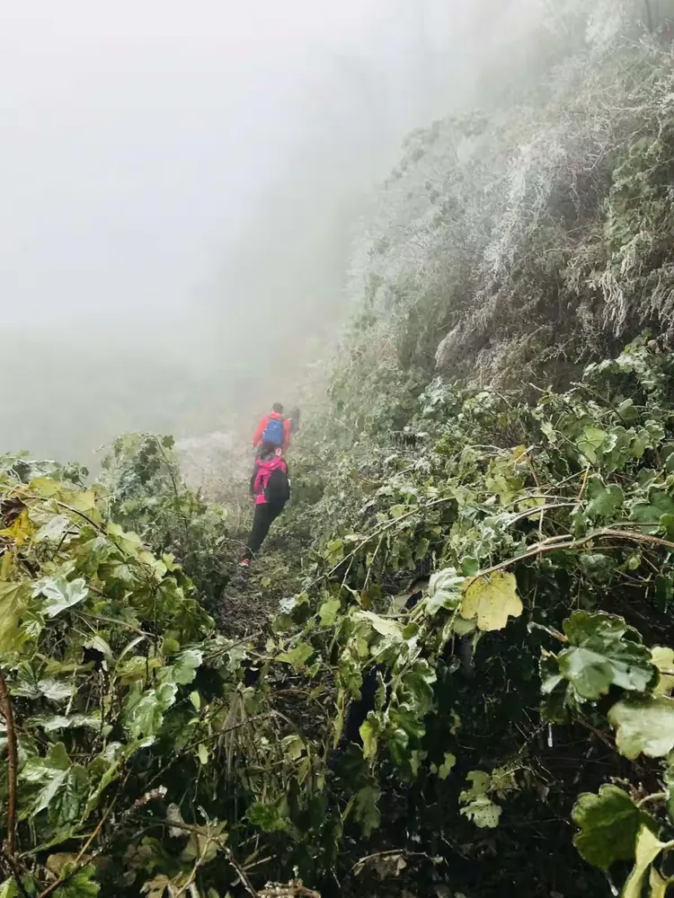 翻山越岭，生肖中的坚韧与勇气—以虎为例