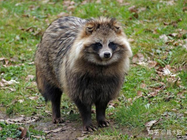 谜语背后的文化反思，一丘之貉与生肖之谜