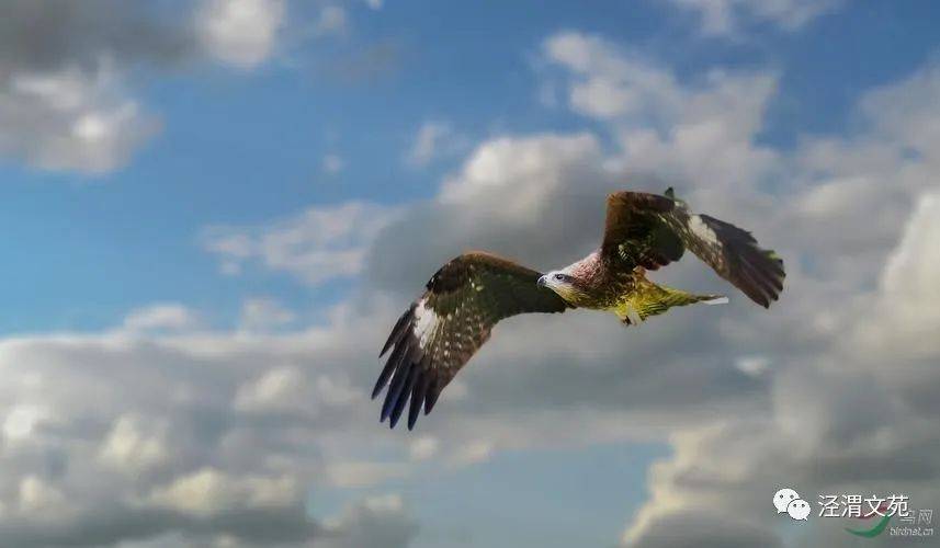 归心如飞,谜底揭晓—探秘归心如飞背后的动物奥秘 归心如飞,谜底揭晓—探秘归心如飞背后的动物奥秘