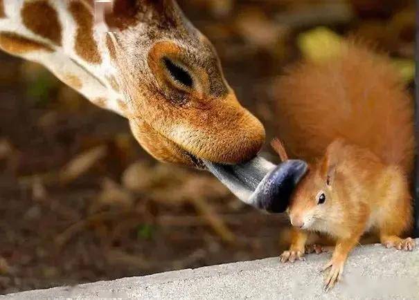 遇事生风墙头草猜一动物，深度解析与文化寓意