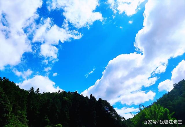 天高云淡是指什么生肖，的动物智慧与战略运用