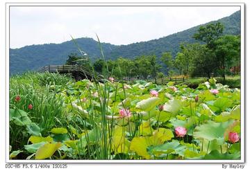 四顾山光接水光,生肖之谜的深度解析 四顾山光接水光,生肖之谜的深度解析